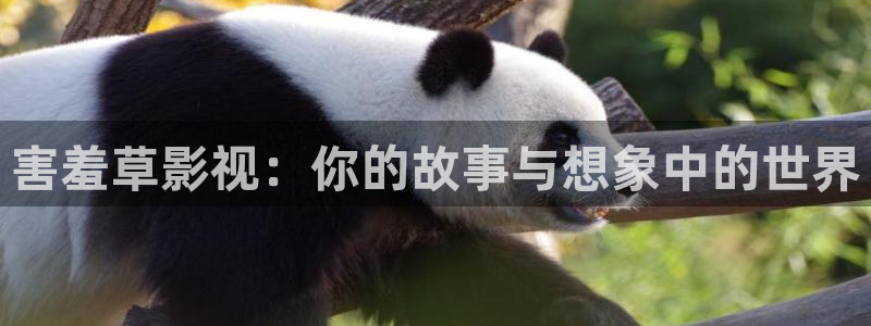 久久人人看视频